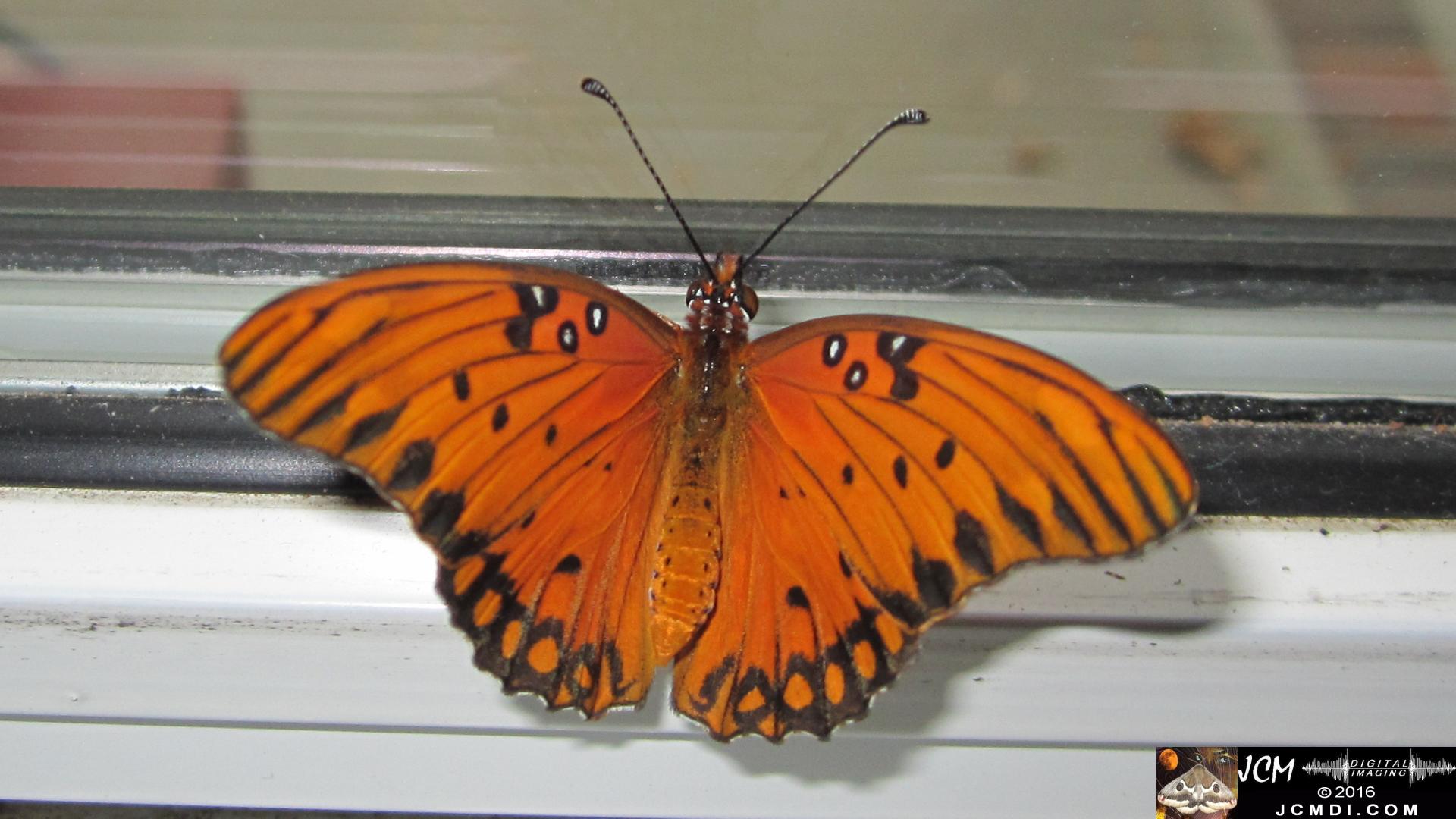 20160919 772 Gulf Fritillary Butterfly Adult on window sill.jpg